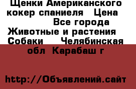 Щенки Американского кокер спаниеля › Цена ­ 15 000 - Все города Животные и растения » Собаки   . Челябинская обл.,Карабаш г.